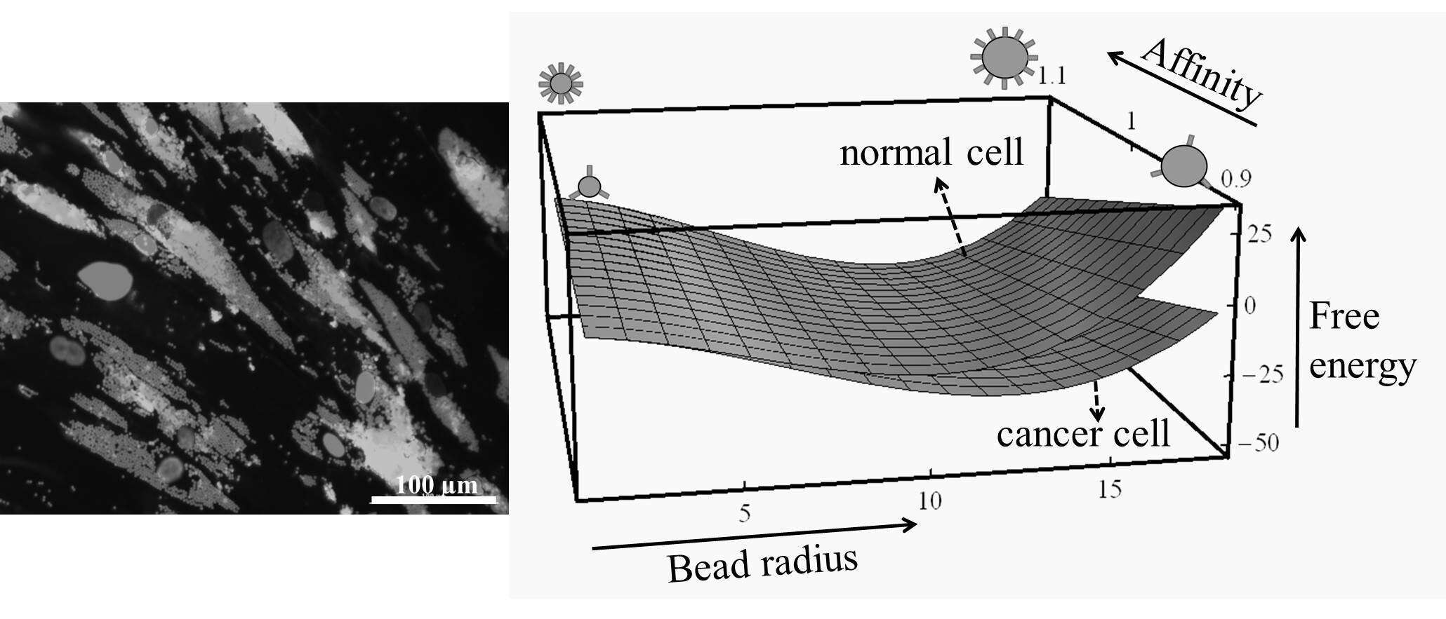 Tuning colloid parameters can improve treatment specificity. Left: melanoma cells  have enhanced ability to uptake micro-colloids. Right: free energy calculation of normal vs. cancer cells upon interaction with colloidal drug carriers.